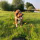 Illustration for article titled Oppo Dog Day?